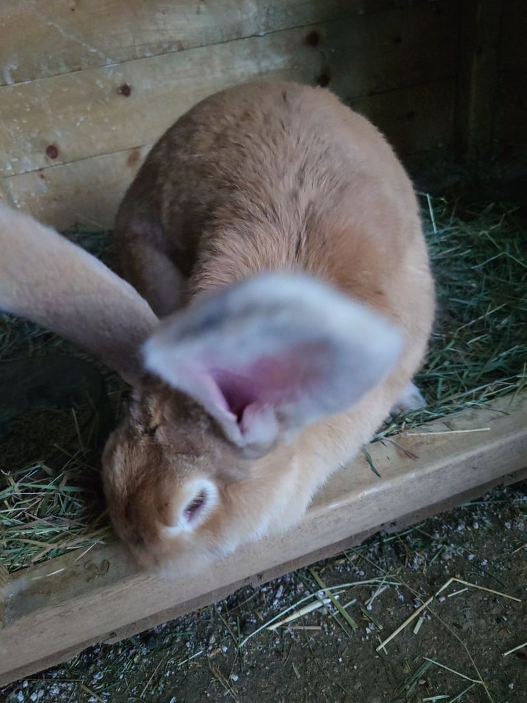image for German giant doe