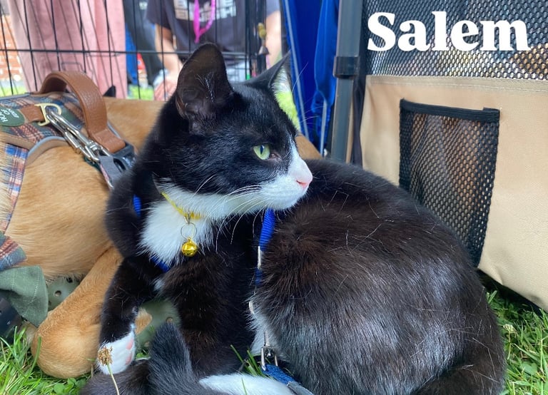 Lovely young cats looking for forever family 