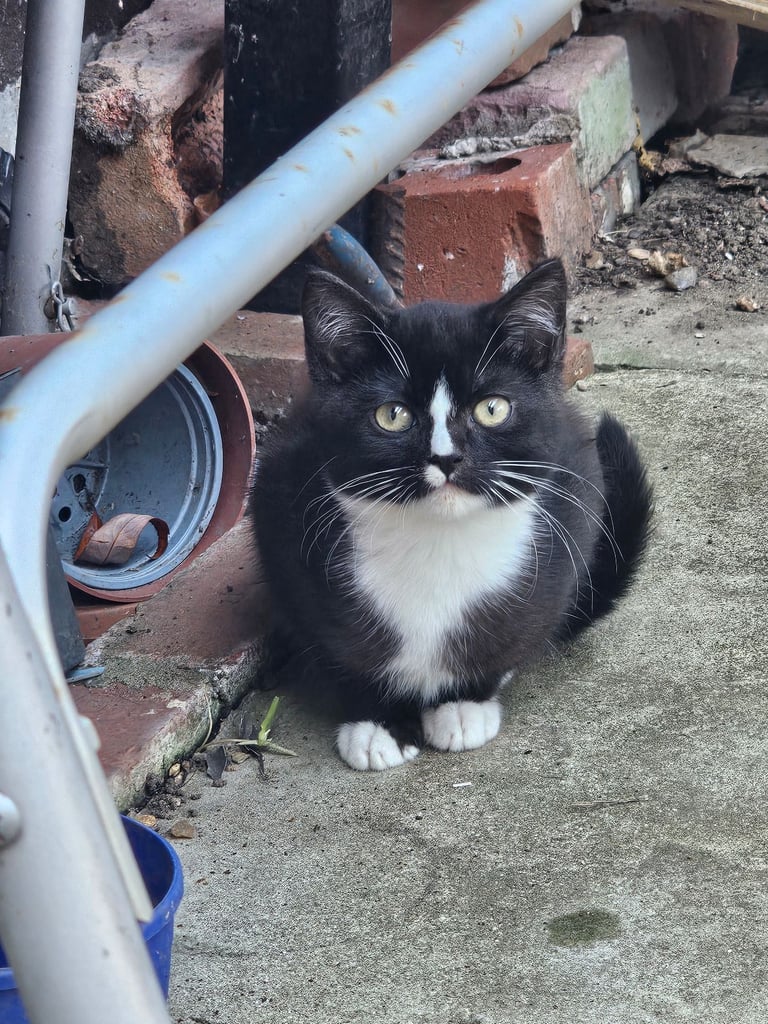 4  cats/kittenfor sale. 