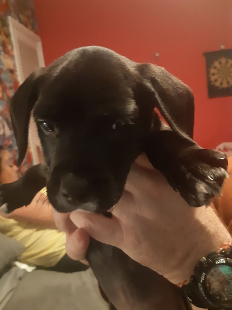 Mixed breed 