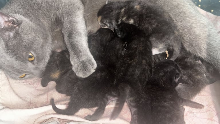 British short hair mixed kittens 