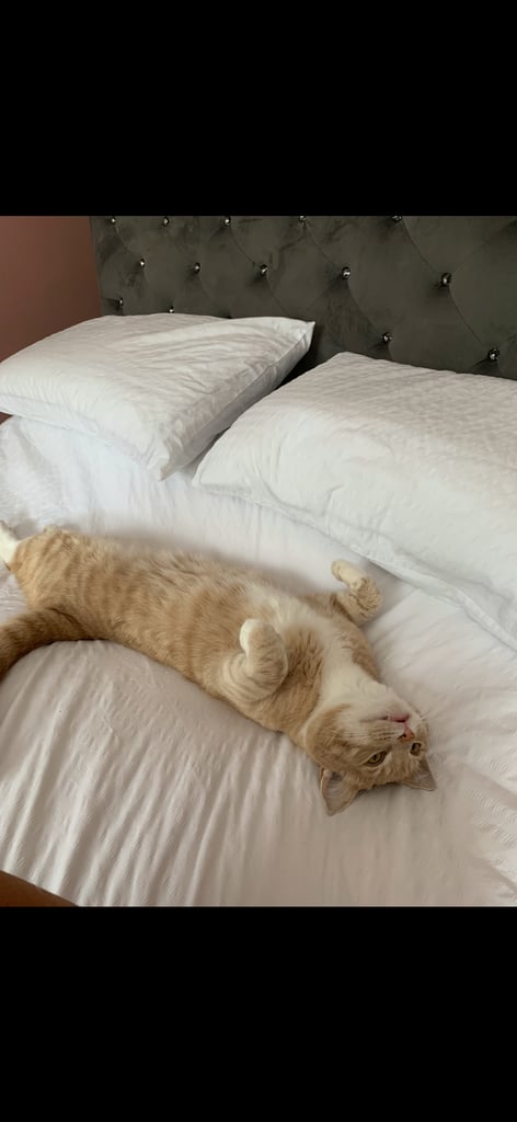 image for Looking for a loving home 