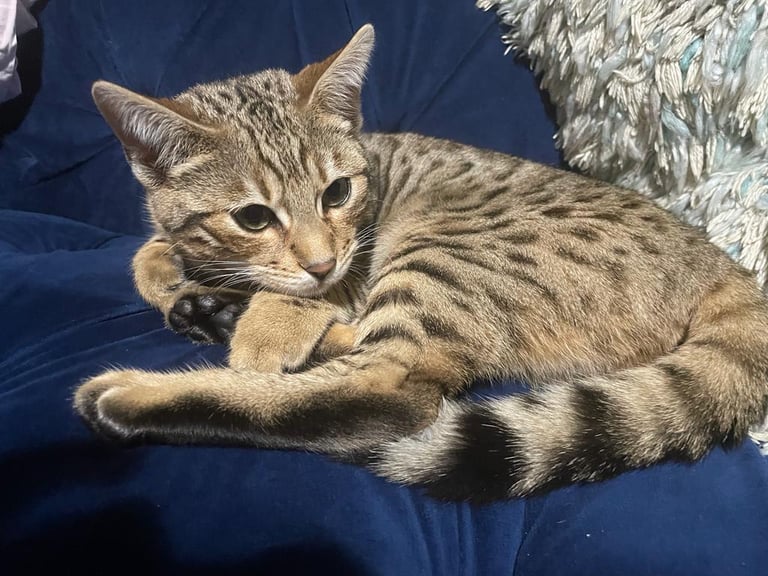 Egyptian mau kittens hot sale for sale gumtree