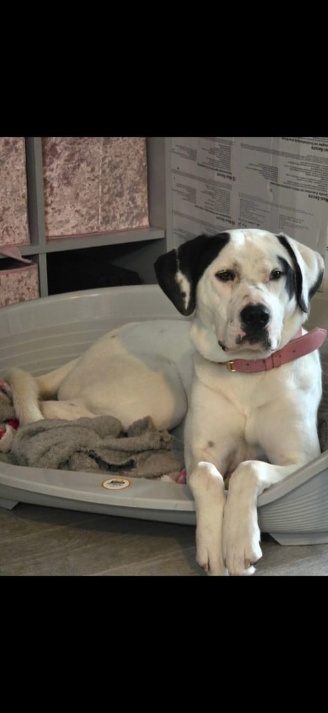 1 year old pup- Large breed