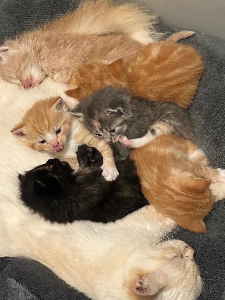 Ragdoll kittens for sale 