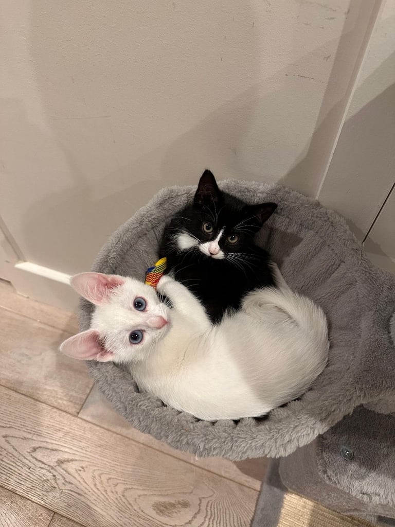 🐾  one black female kitten with green eyes  🐾