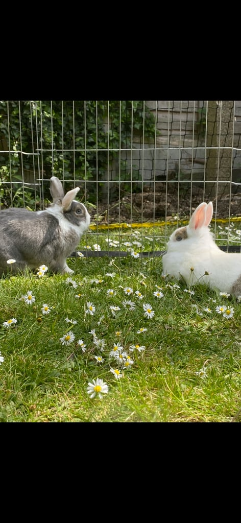 Bonded female and male rabbits