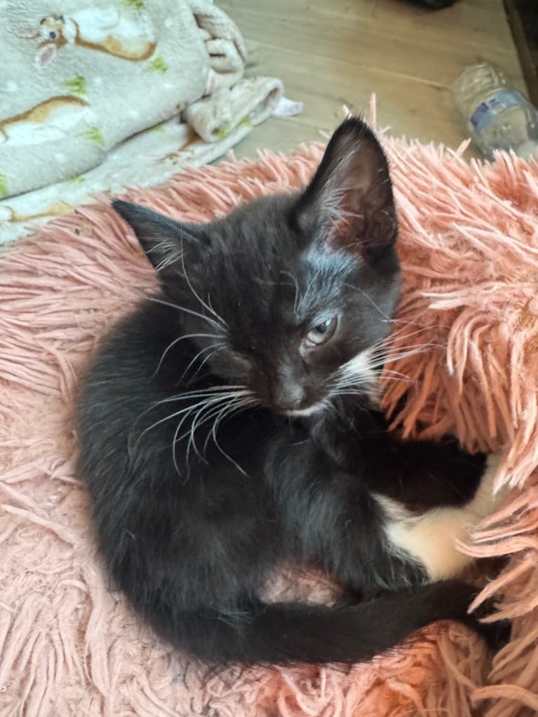 black tuxedo kittens male and female available now