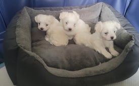 Georgeous Maltese Puppies 