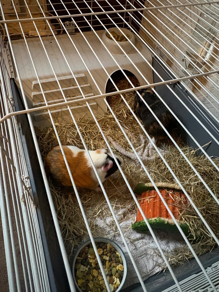 Guinea pigs for sale 