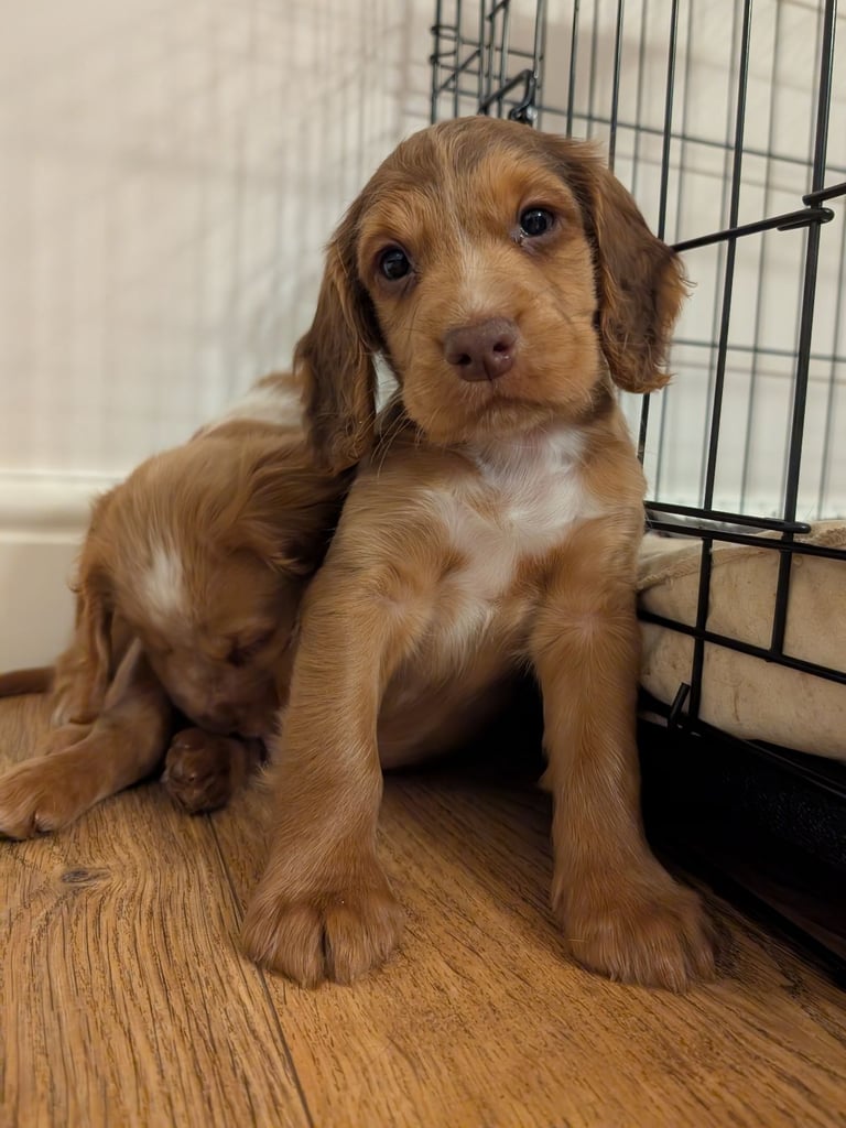 Stunning litter of Cocker Spaniel Puppies
