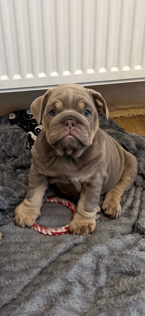 Bulldog puppies 8 weeks old