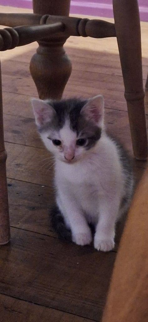 1 kitten left ready now