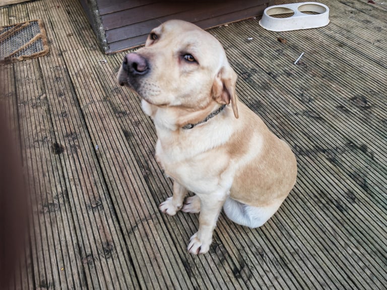 Labradors for sale south yorkshire hotsell
