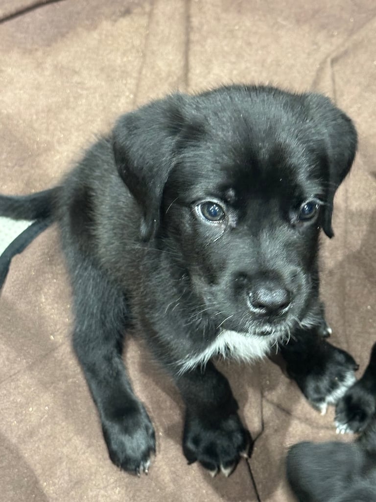 Cane corso puppies