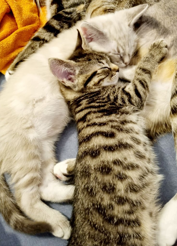image for Bonded pair, 9 week old kittens, Tabby, Persian, BSH mix leading To rare lynx point markings. 