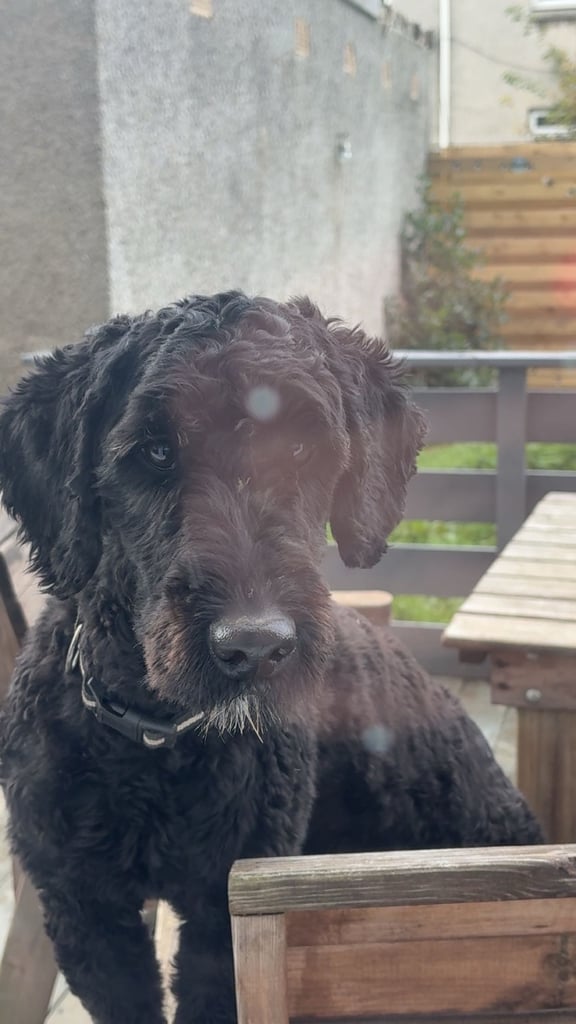 Bordoddle boy 