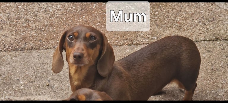 Miniature dachshunds 