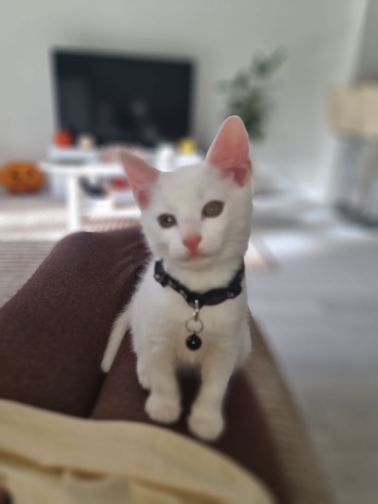 Male White Kitten 