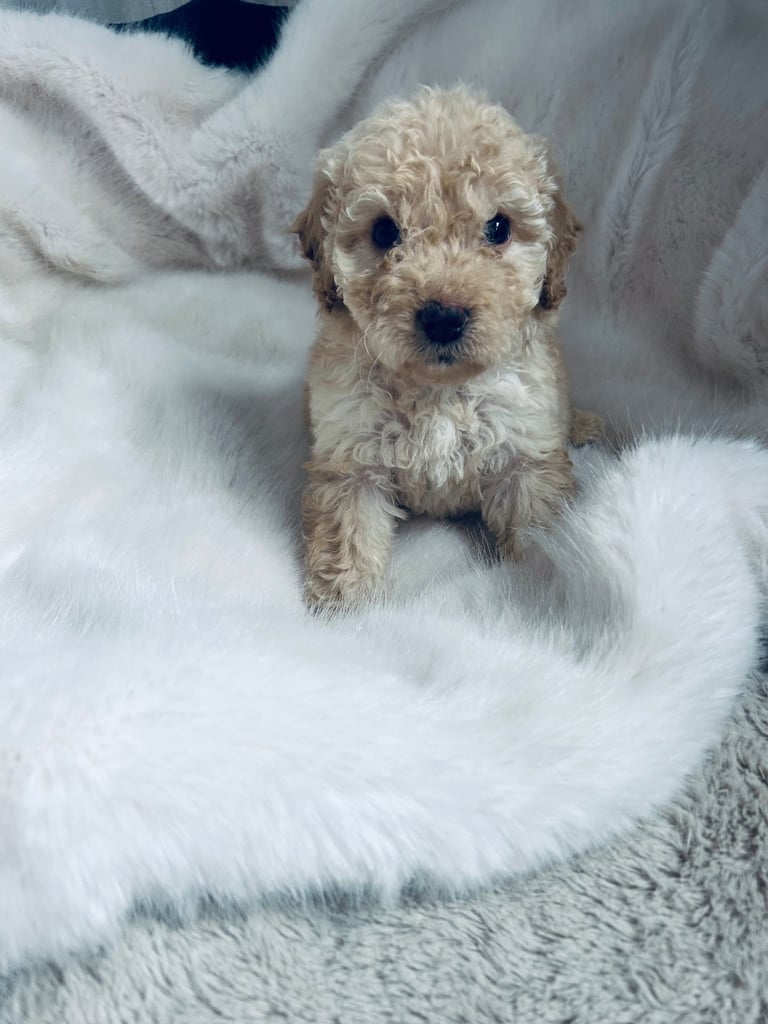 Cockapoo pups 