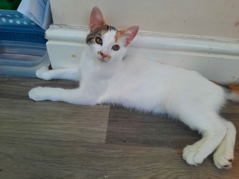 beautiful female kittens, white / tabby, looking for a new home