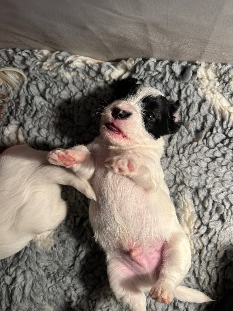 2 BOYS LEFT - Sealyham Terrier cross puppies 