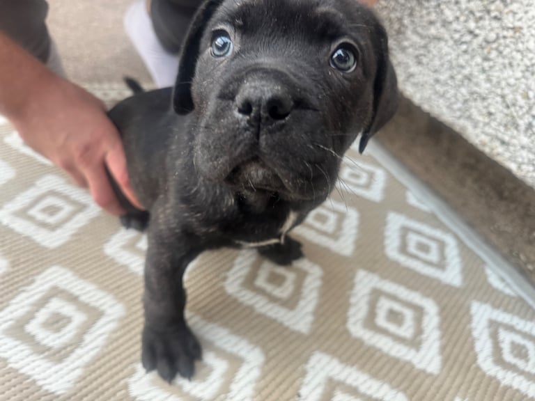 Cane corso boy 