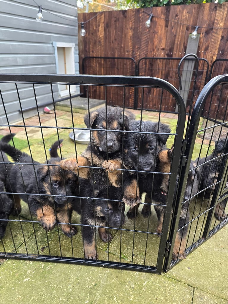 Pure breed German shepherd puppies for sale 