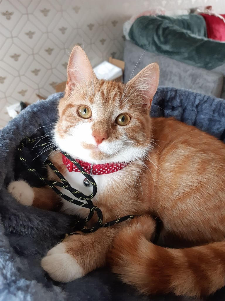 Ginger cat 