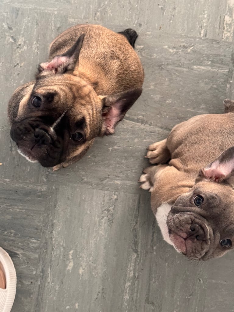 French bulldogs puppies
