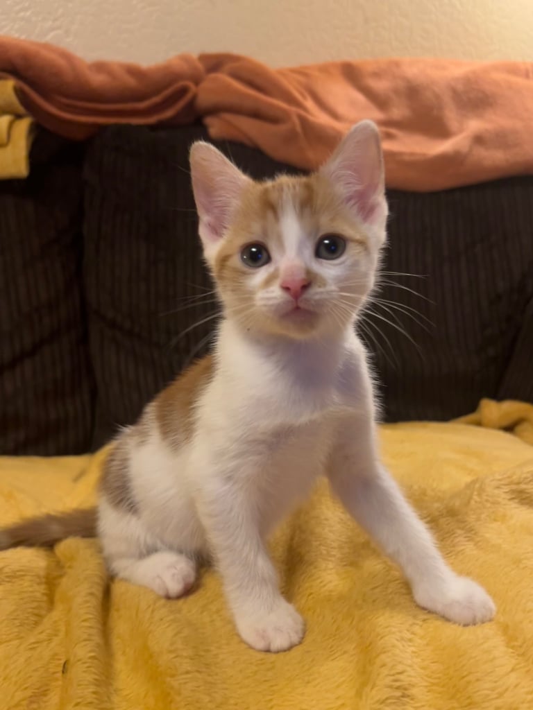 5 gorgeous lovely kittens