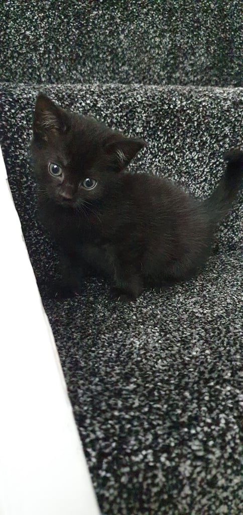 Kittens for Sale £60