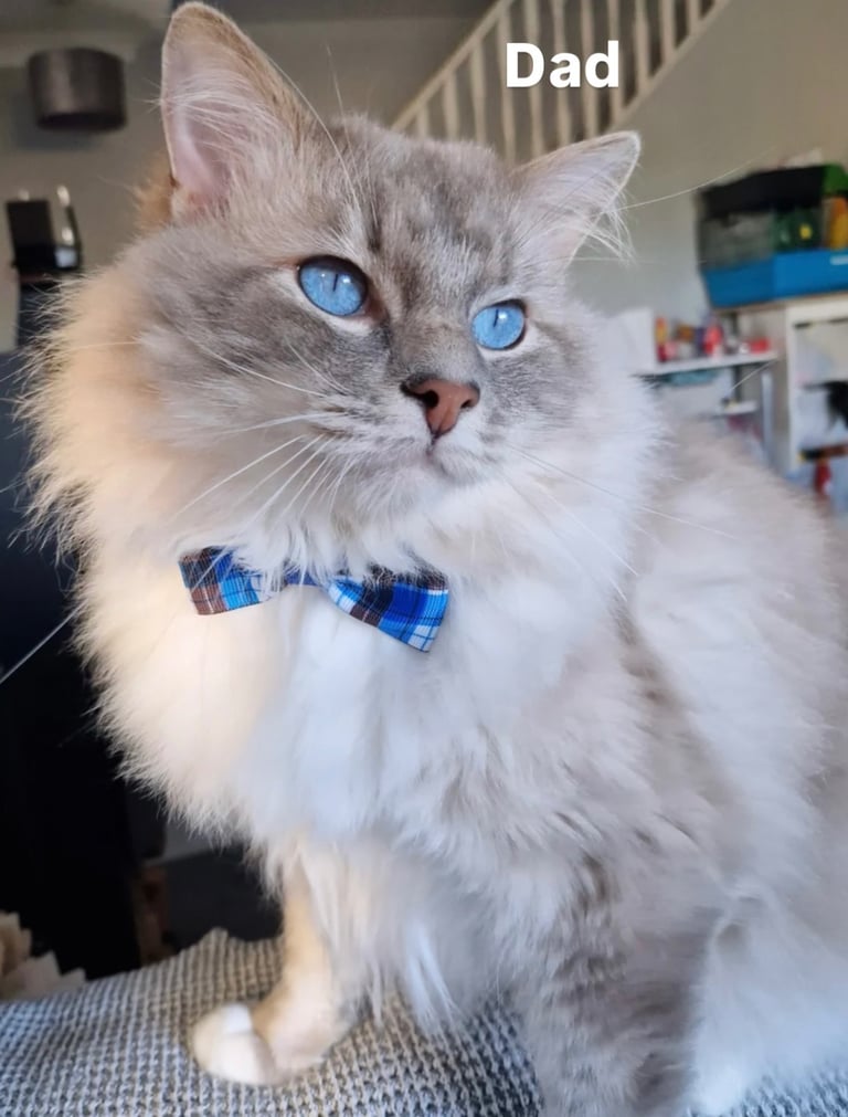 Beautiful British short hair/Ragdoll kittens