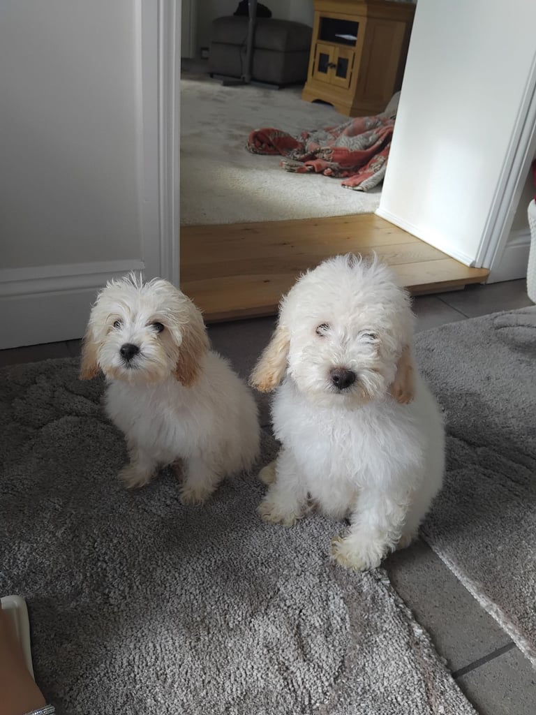 Cockapoo