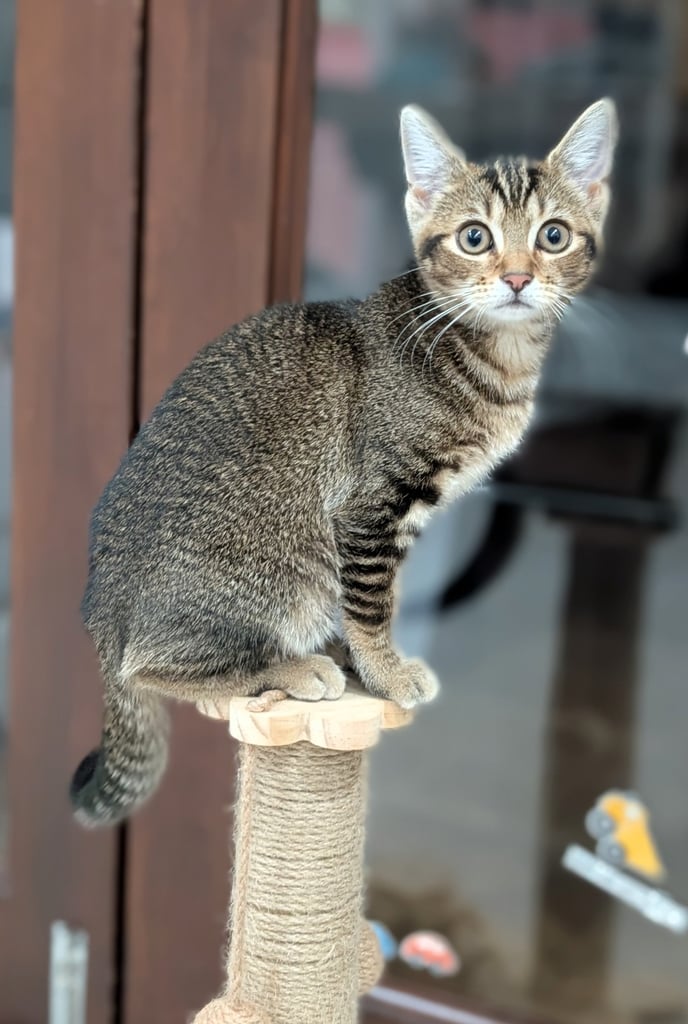 Adorable 5 months old female kitten. Fully toilet trained, playful, great with kids.