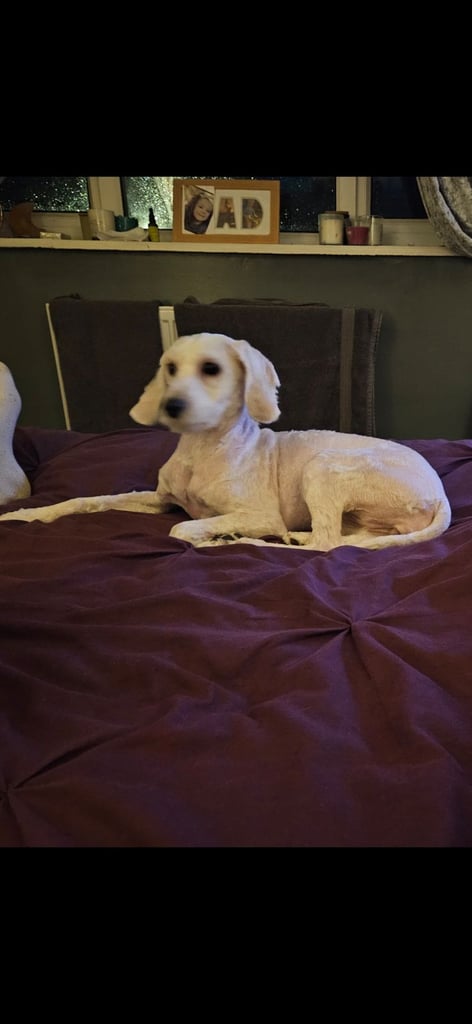 7 month female cavapoo