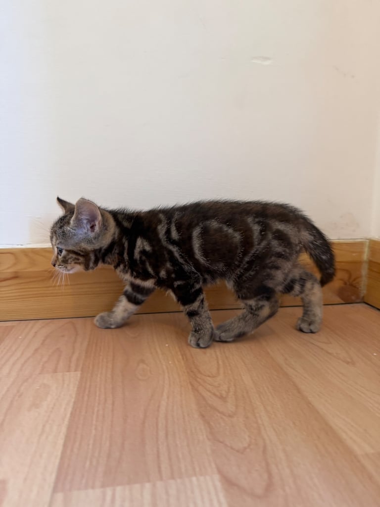 Kitten 