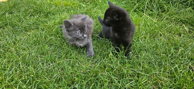 Grey and black kittens for sale