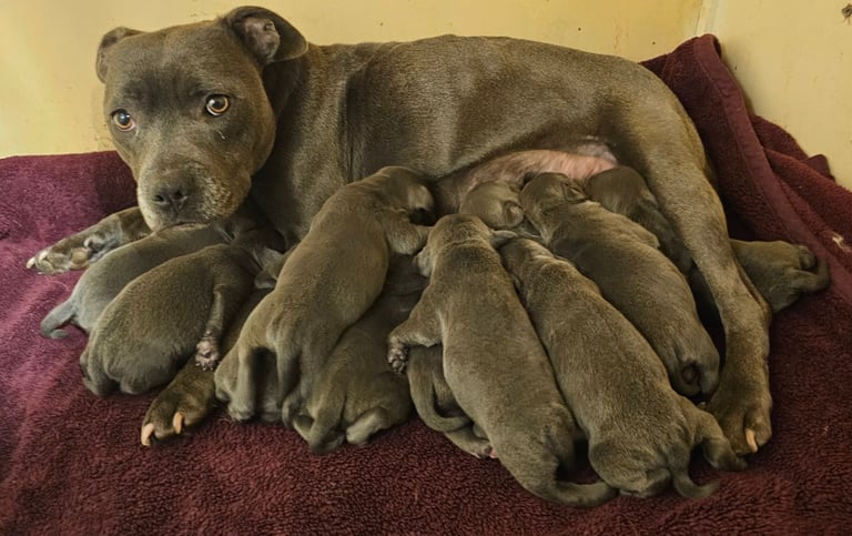 Blue Staffordshire Bull Terrier Puppiess