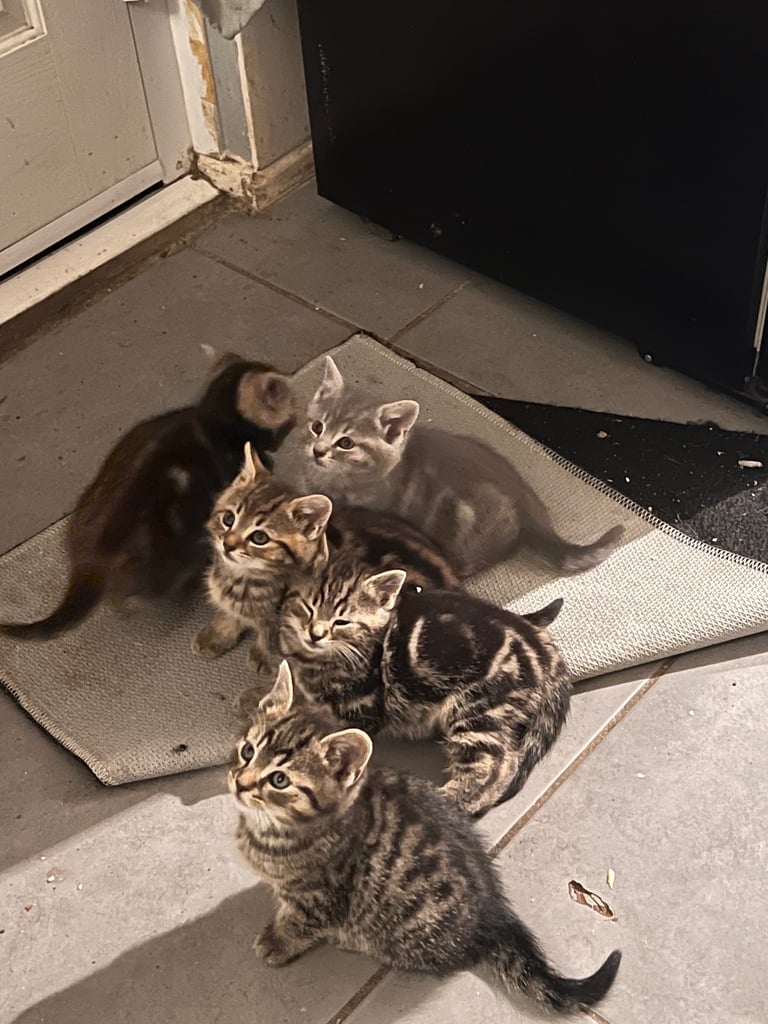4 Tabby Kittens 