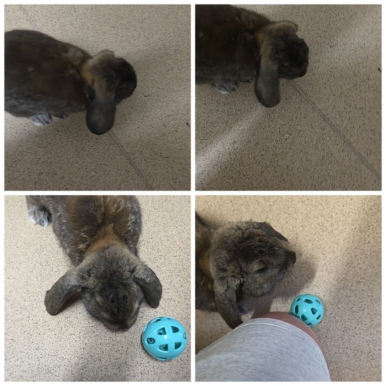 image for Mini lop rabbit