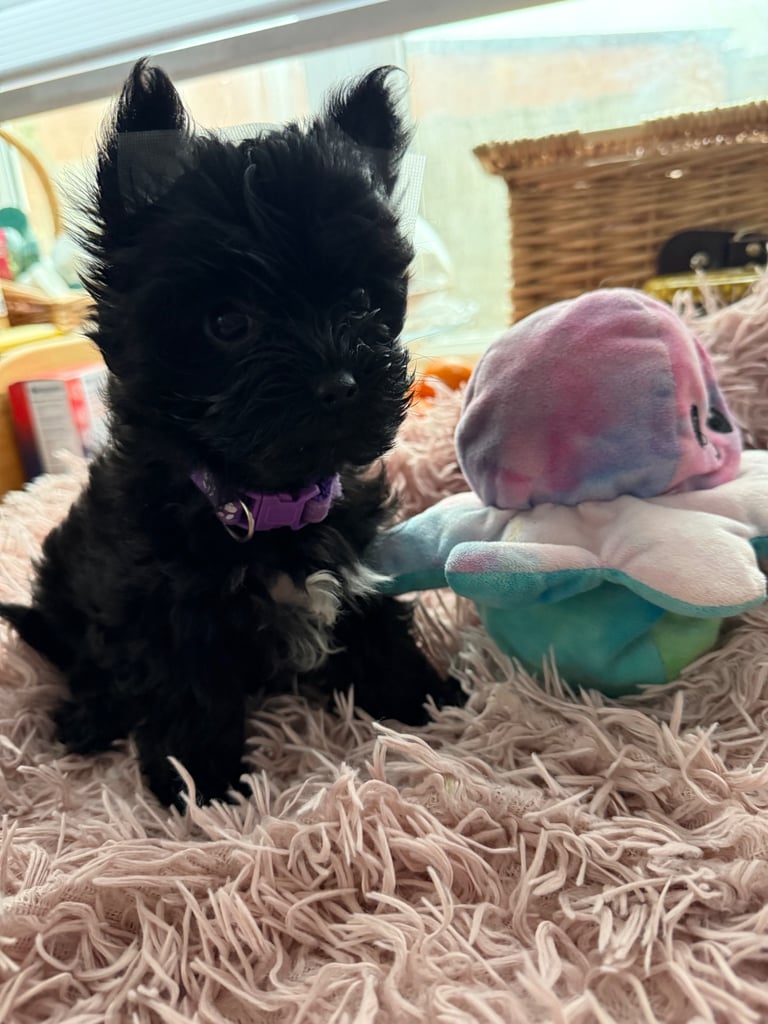 Yorkshire Terrier Biewer ready to go this week 