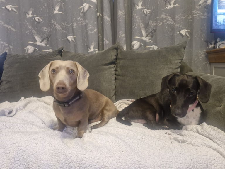 Miniature dachshund's READY TO GO
