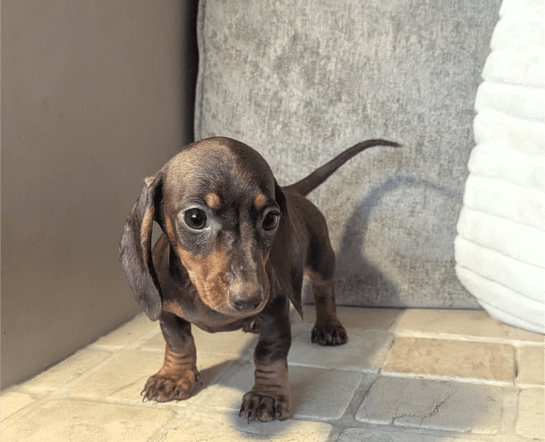 Beagle Dachshund Mini Dachshund Cross Puppies Dapple Dachshund