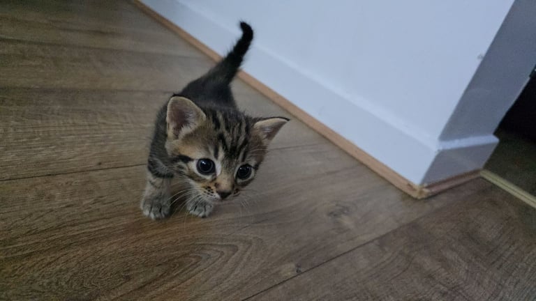 Girl Kittens For Sale