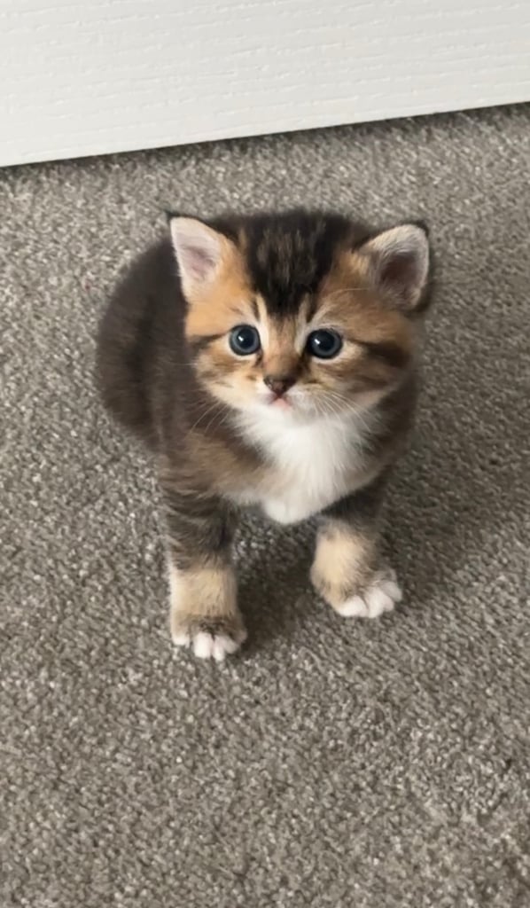 🌟Rare British longhair x Scottish Kitten 🌟