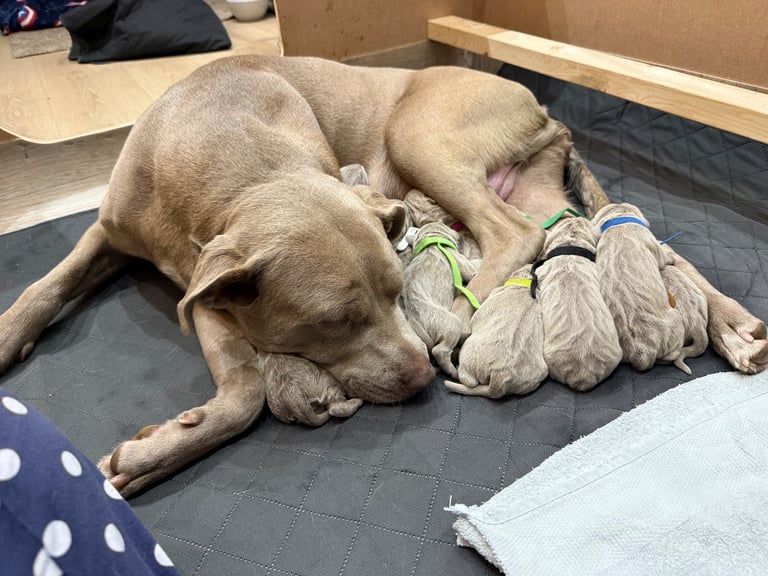 Neapolitan Mastiff X Cane Corso