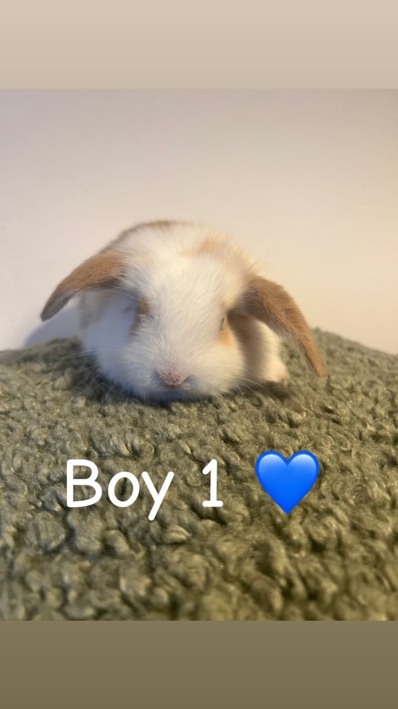 Pure Mini Lops