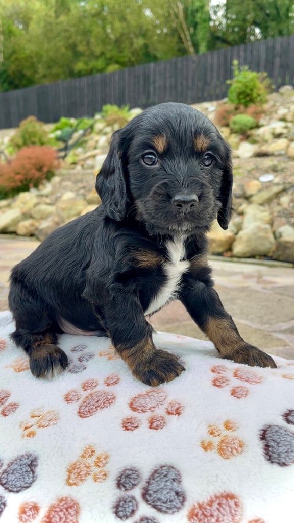 Cocker Spaniel pups 🐶 Looking for Forever Homes🐶