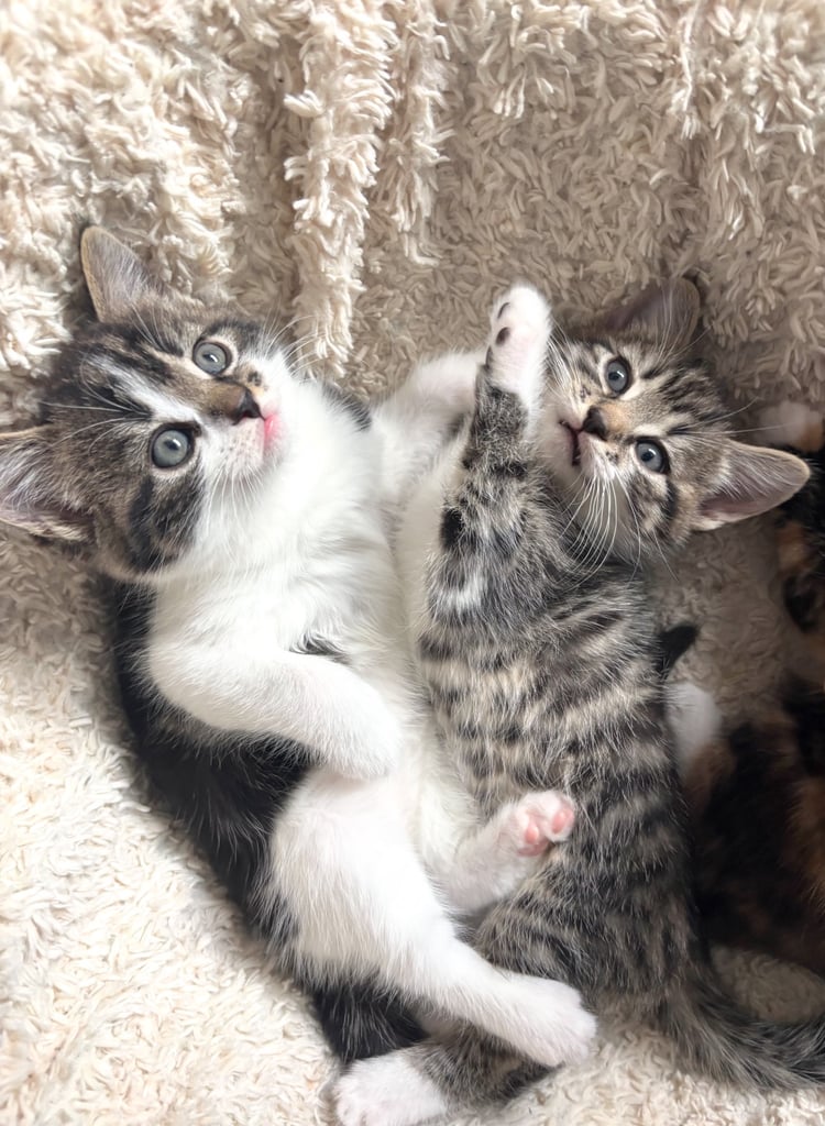 ✨Siberian Cross Kittens – 2 Boys – Hypoallergenic  £350. Ask about delivery